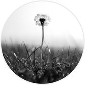 Behangcirkel Paardenbloem zwart-wit zelfklevend 120cm doorsnede | wandcirkel | muurcirkel | wooncirkel