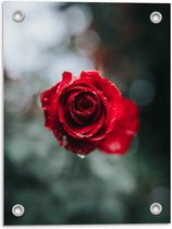 Tuinposter – Roos met Druppels - 30x40cm Foto op Tuinposter  (wanddecoratie voor buiten en binnen)