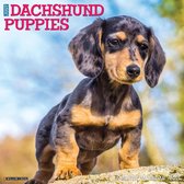 Just Dachshund Puppies 2021 Calendar