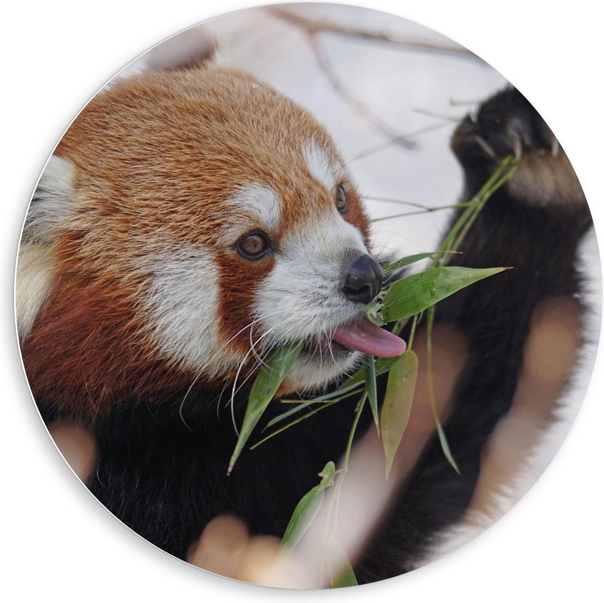 KuijsFotoprint Forex Wandcirkel - Etende Rode Panda - 80x80cm Foto op Wandcirkel (met ophangsysteem) Rood