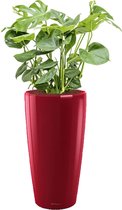 Monstera Deliciosa in watergevende Rondo rood | Gatenplant