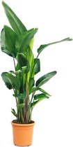 Strelitzia Nicolai XL | Paradijsvogelplant