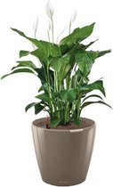 Spathiphyllum in watergevende Classico taupe | Lepelplant
