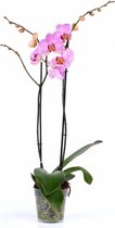 Phalaenopsis roze | Orchidee