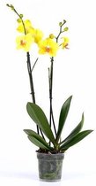 Phalaenopsis geel | Orchidee