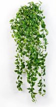 Monstera Minima hangplant | Gatenplant