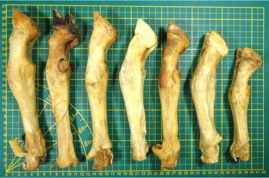 Lamspoten hond | Gedroogde Hondensnacks Lam