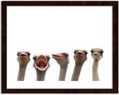 Foto in frame Struisvogels, 3 maten, bruin/wit, Premium print