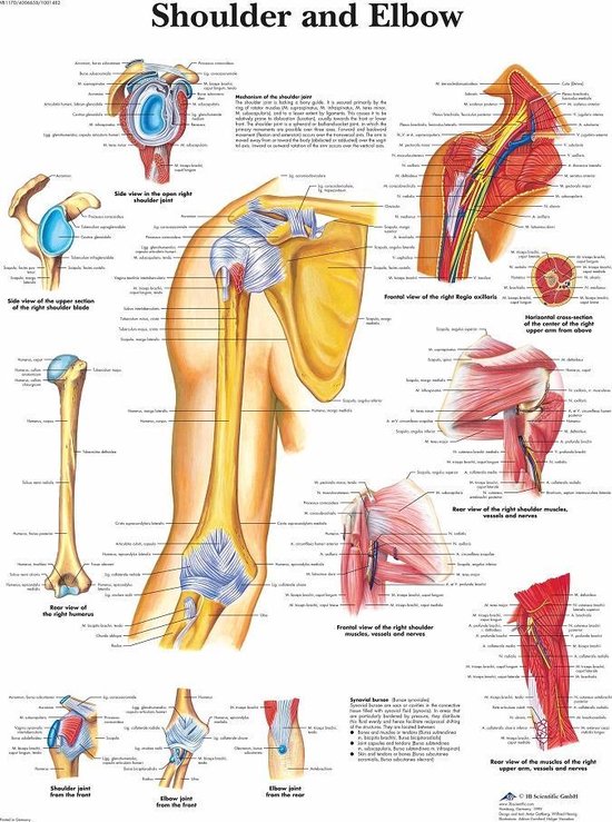 Het menselijk lichaam - anatomie poster schouder en elleboog (gelamineerd, 50x67 cm) + ophangsysteem