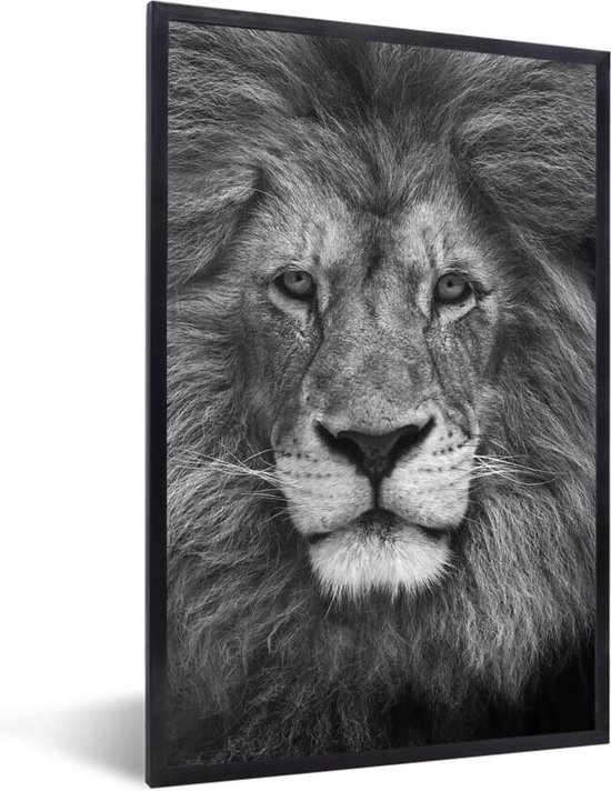 Mos kraan geïrriteerd raken Fotolijst incl. Poster - Perzische leeuw op zwarte achtergrond in zwart-wit  - 60x90 cm... | bol.com