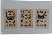 Tuinposter – Tekeningen van Vlinders  - 90x60cm Foto op Tuinposter  (wanddecoratie voor buiten en binnen)