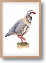 Poster rode patrijs - A4 - mooi dik papier - Snel verzonden! - vogel - dieren in aquarel - geschilderd door Mies