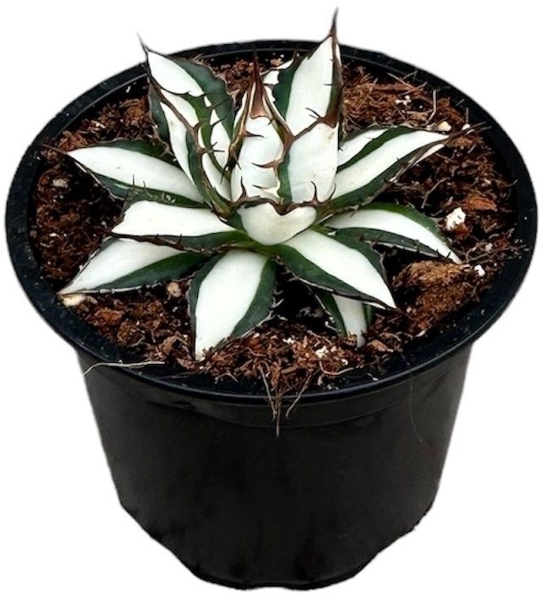 Agave Peace Revolution Kamerplant Potmaat Ø9 cm |Vers Van De Kweker