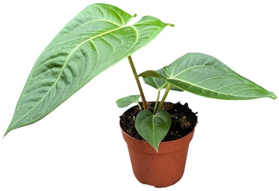 Anthurium Villenaorum X Veitchii Kamerplant Potmaat Ø14 cm |Vers Van De Kweker