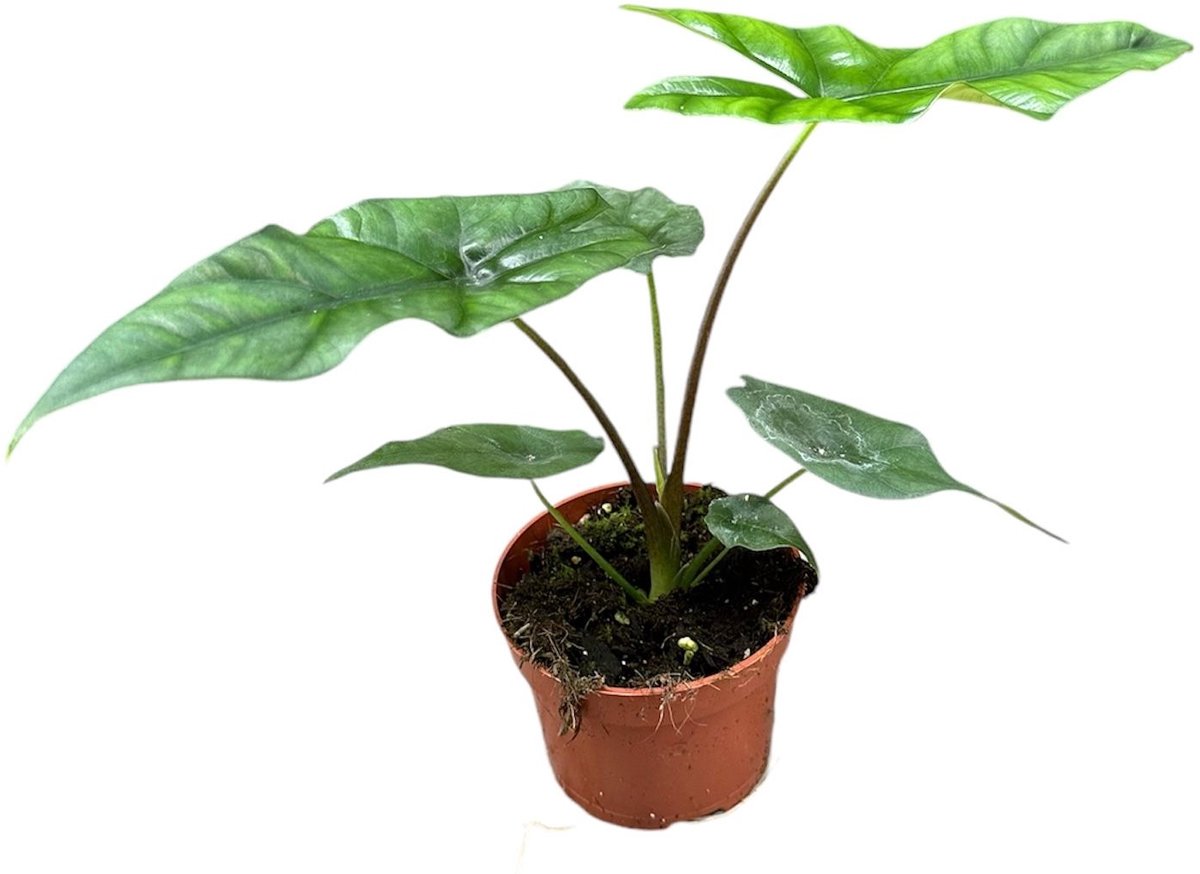 Alocasia Simpo Kamerplant Potmaat Ø10,5 cm |Vers Van De Kweker