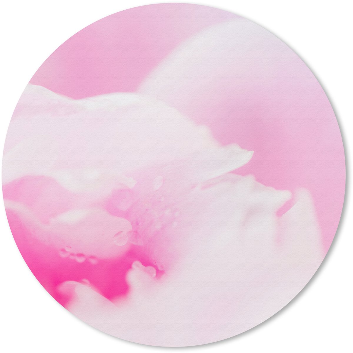 Muismat rond 30x30 cm - Mousepad Close-up van de bloemblaadjes van de roze pioenroos - Ronde muismatten