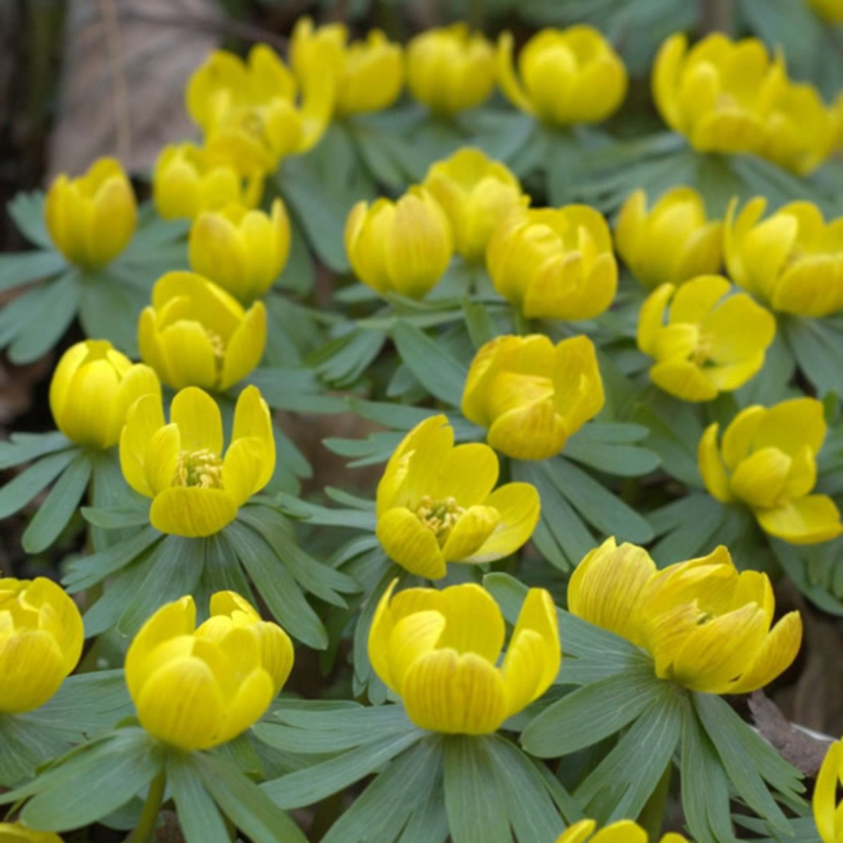 Winteraconiet (Eranthis Hyemalis) - Winterakoniet - (Grootverpakking) - Bijen-Vlinders - Voorjaarsbollen - bloeit in Februari / Maart