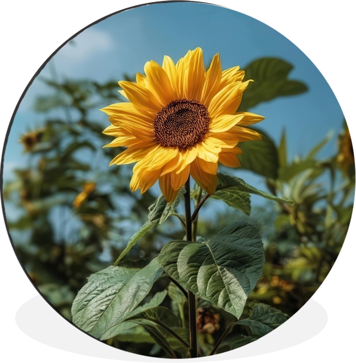 WallCircle Wandcirkel - Muurcirkel - Zonnebloemen - Helderblauwer lucht - Gras - Aluminium - Dibond - 60x60 cm - Binnen en Buiten Zonnebloemen - Lucht