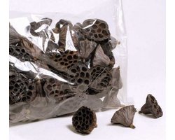 Lotus pod 6-8 cm | natuurlijke schuilplaats voor garnalen en vissen