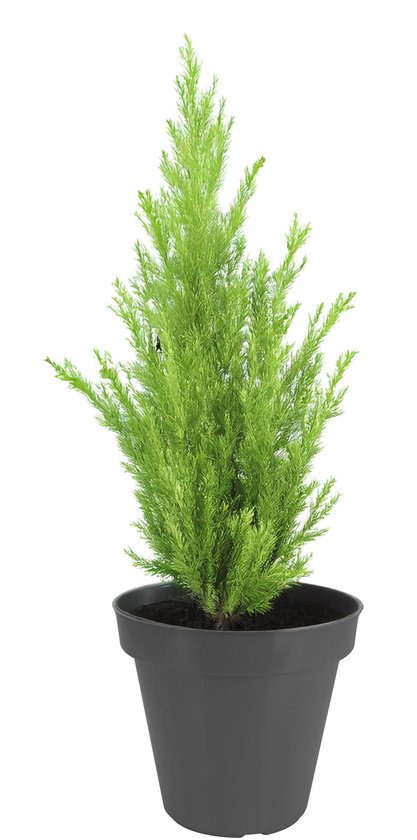 Kleine, felgroene conifeer in een ronde, donkergrijze pot.