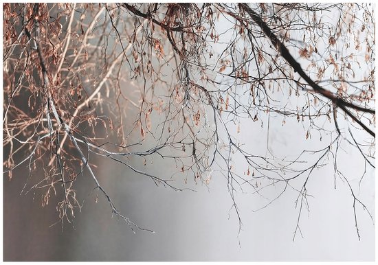 WALLARENA - Fotobehang - 300x210 cm - Betonnen takken grijs natuur voor slaapkamer en salon
