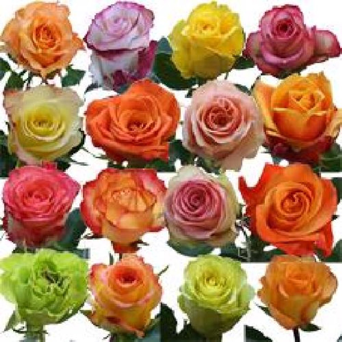 80x Rosa mix var.(grootbloemig) 40cm