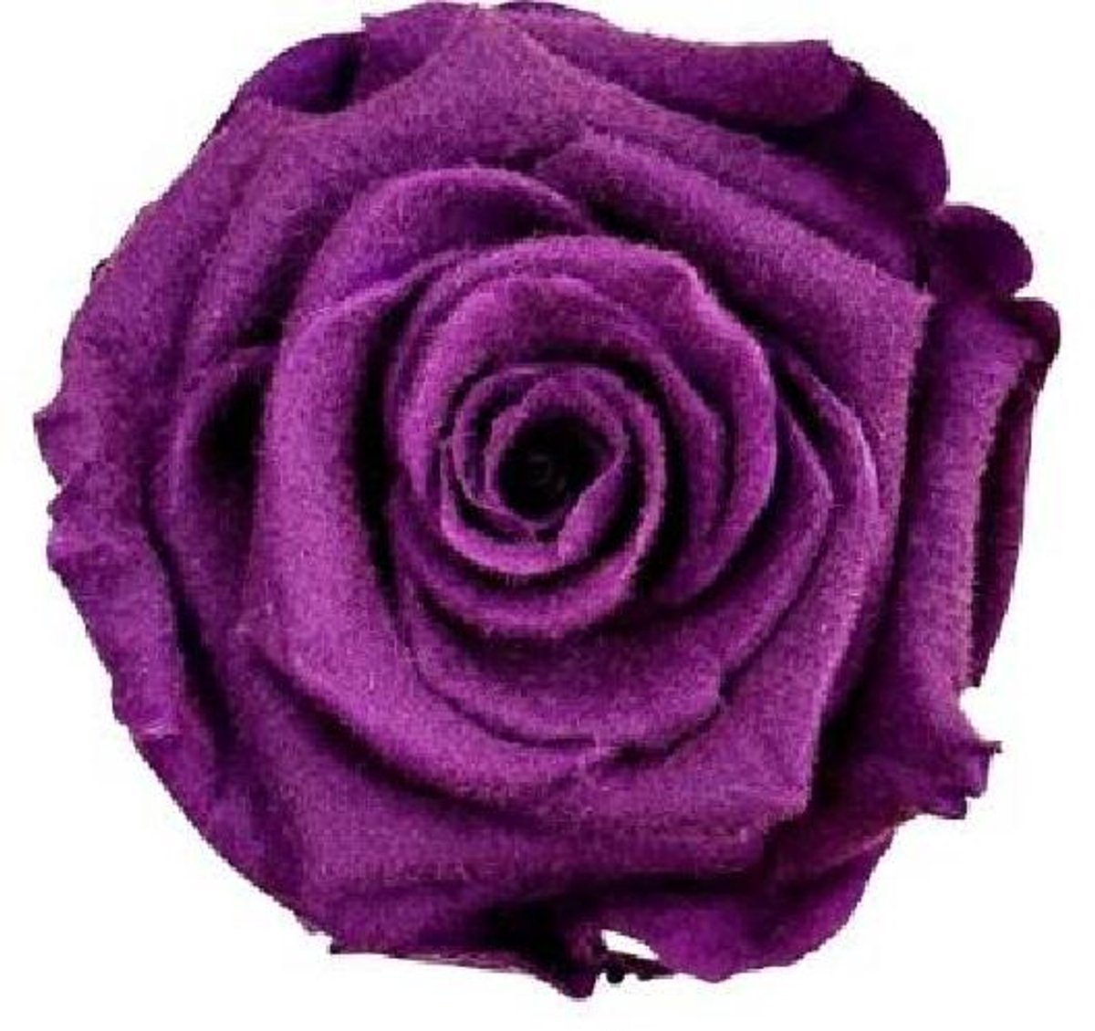 4x Dc pres.rozen teddy lila