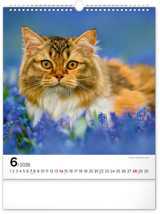 Katten Chillen Met Boek 2026 Wandkalender Grappige Kat-Thema 12 Katten Chillen Met Boek 2026 Wandkalender Grappige Kat-Thema 12
