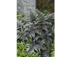 Plants Online - Tuinplanten - Varens - Set van 3 - Athyrium niponicum 'Metalicum' - 1 liter pot - Plant