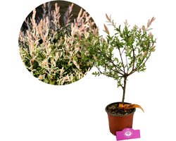 Salix integra 'Hakuro-nishiki', Japanse sierwilg, Hoogte 80cm, 2 liter pot