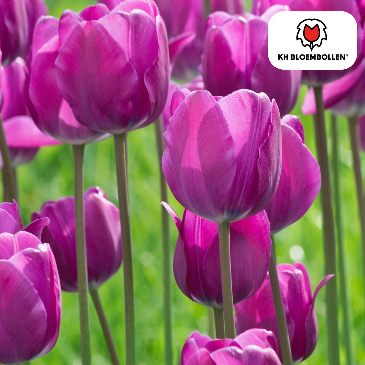 Tuinplantenshop.com | Tulpenbollen 'Purple Prince' | 20 Stuks | Paars-Violet Tulp - Ø5cm - 30-50cm hoog - Bloembol - Tuinplant