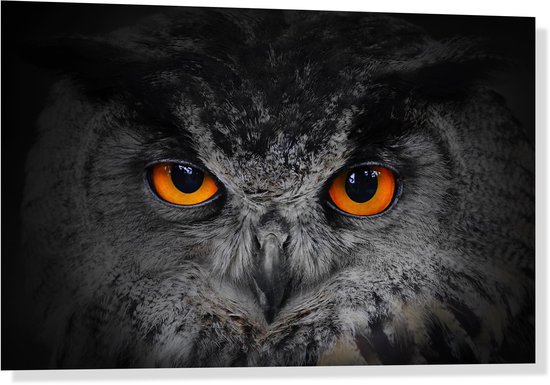 Glasschilderij - Foto op acrylglas - 30x20cm - Zwart witte uil + ophangsysteem