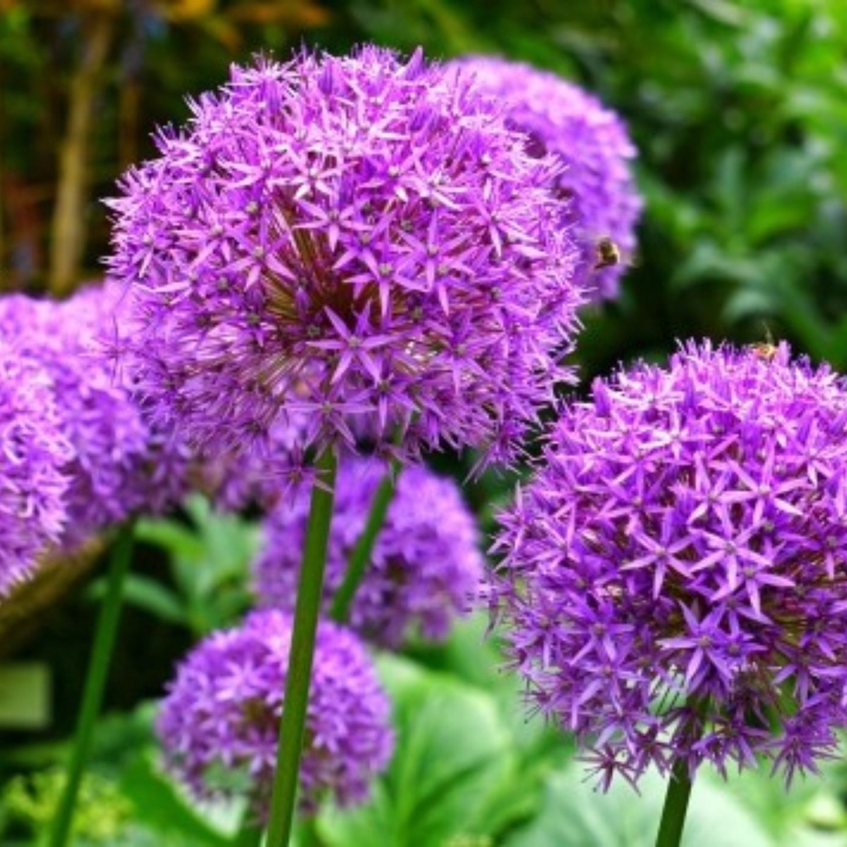 Reuzensierui (Allium Giganteum) - - Sierui - Bijen-Vlinders - Snijbloemen - Zomerbollen - Voorjaarsbollen - bloeit in Juni / Juli