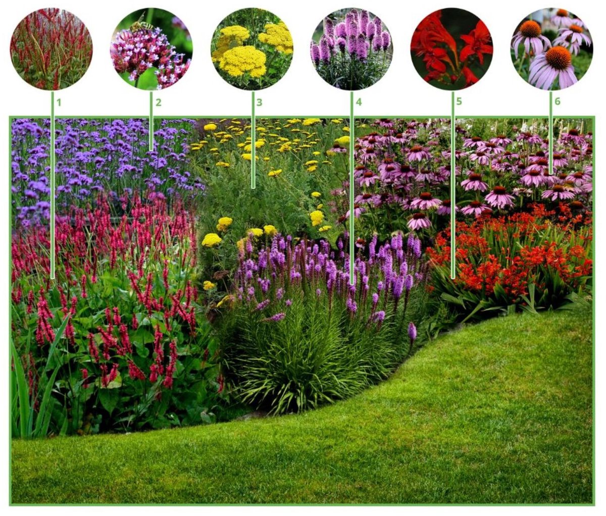 Borderpakket Vrolijke Vlindertuin (12 planten: 2m2) - Vaste planten - Bijen-Vlinders - Snijbloemen - Geurend - Bodembedekkers