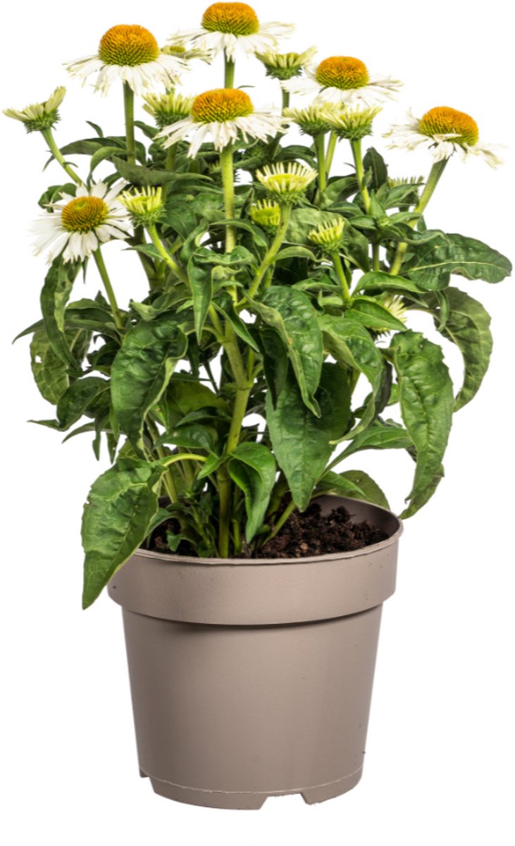 Tuinplantenshop.com | Echinacea Purpurea - witte bloemen - Ø19cm - 60-70cm hoog - Tuinplant