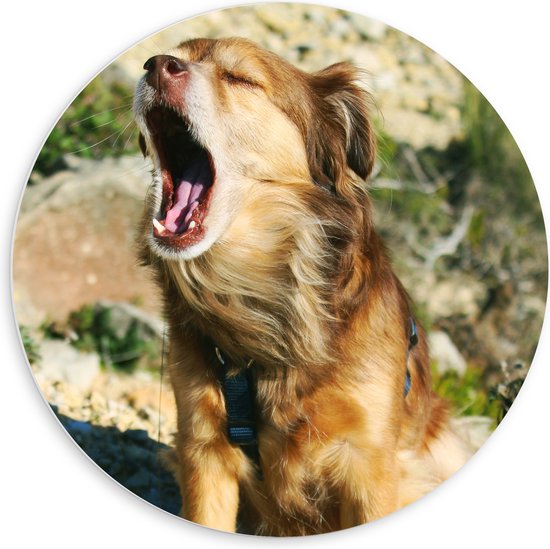 WallClassics - PVC Schuimplaat Muurcirkel - Zittende Hond met open Mond - 60x60 cm Foto op Muurcirkel (met ophangsysteem)