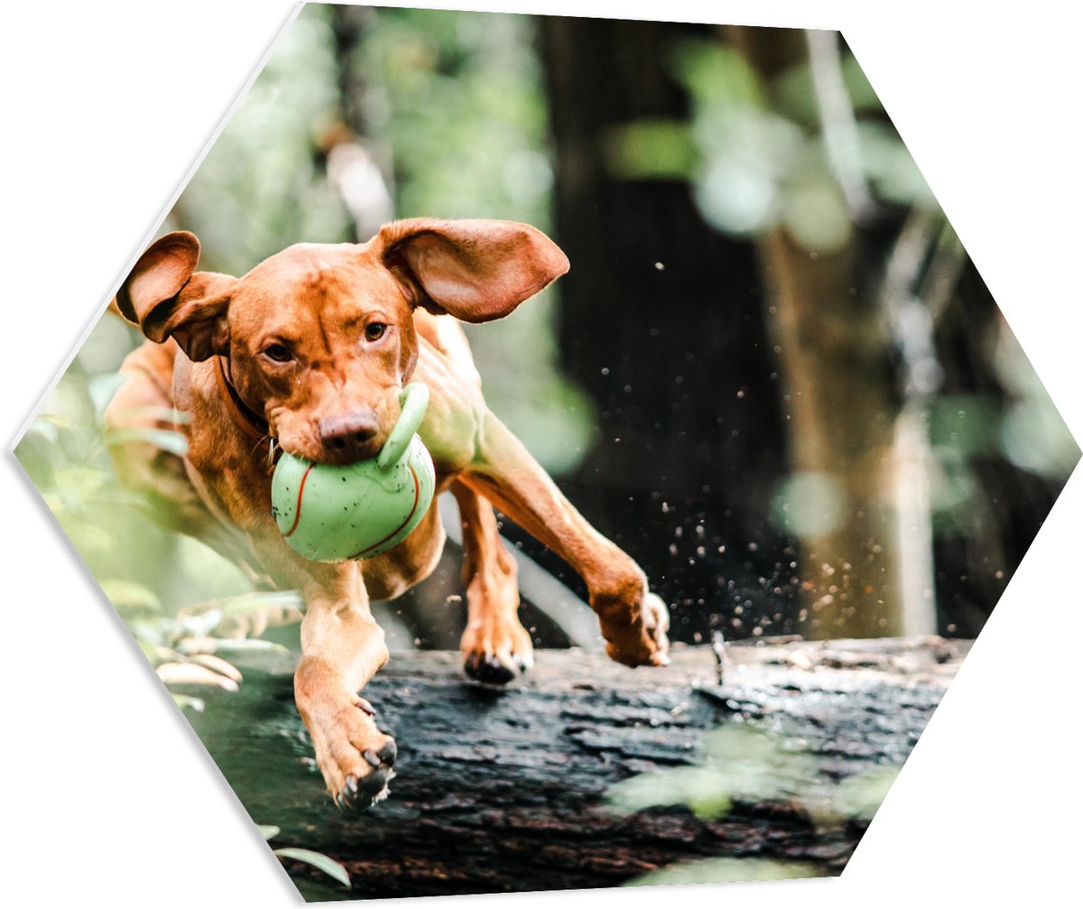 PVC Schuimplaat Hexagon - Spelende Hond met Bal bij Boomstam in Bos - 70x60.9 cm Foto op H