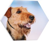 PVC Schuimplaat Hexagon - Mooie Bruine Terrier Hond - 40x34.8 cm Foto op Hexagon (Met Ophangsysteem)