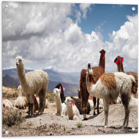 WallClassics - Tuinposter – Alpaca's in de Bergen met Rode Versiering - 80x80 cm Foto op Tuinposter (wanddecoratie voor buiten en binnen)