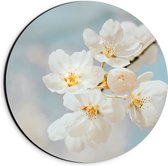 WallClassics - Dibond Muurcirkel - Witte Sakura Bloem - 20x20 cm Foto op Aluminium Muurcirkel (met ophangsysteem)