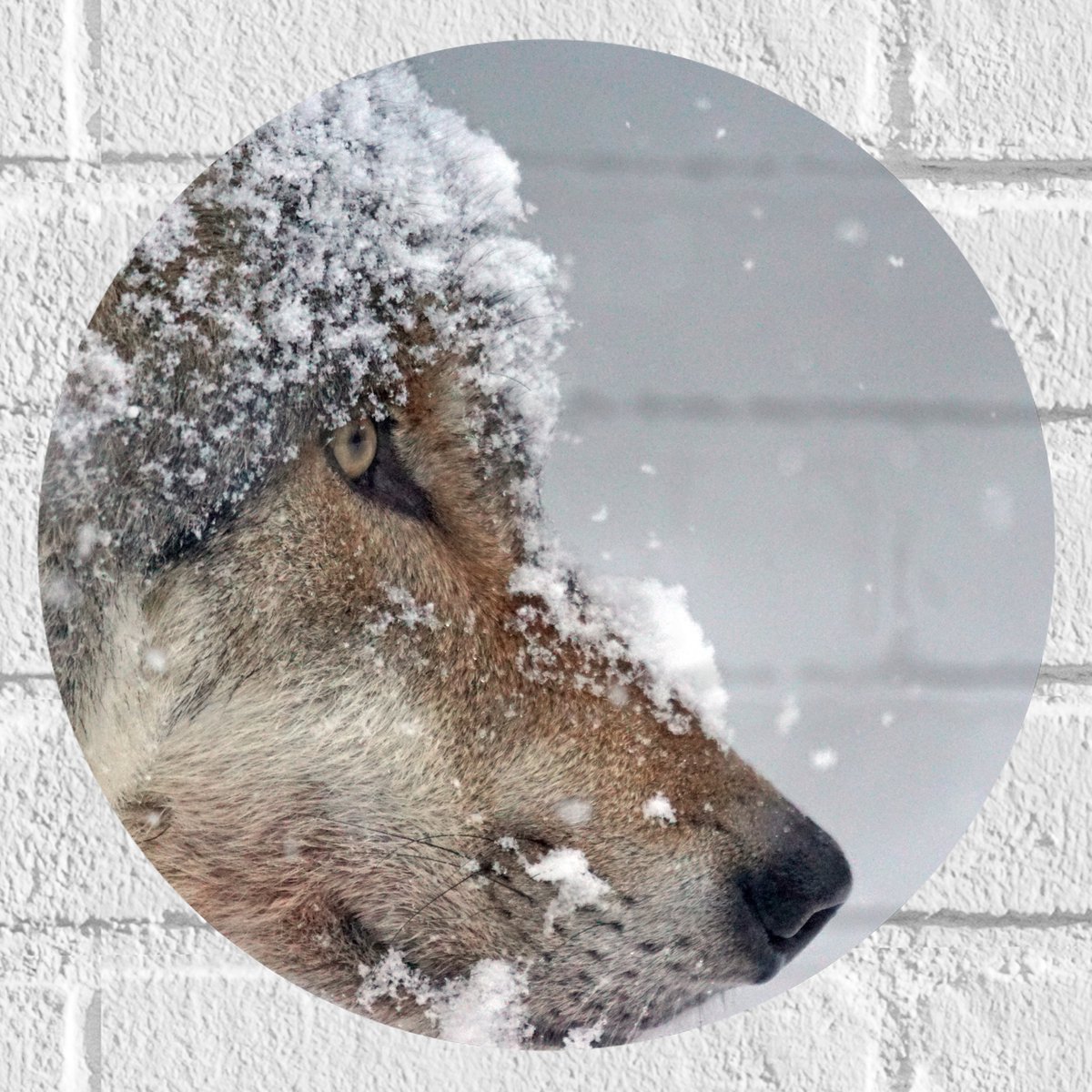 Muursticker Cirkel - Vlokken Sneeuw op Kop van Geconcentreerde Wolf - 30x30 cm Foto op Muu