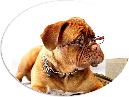 WallClassics - PVC Schuimplaat Ovaal - Opzijkijkende Bruine Hond met Ketting en Leesbril - 56x42 cm Foto op Ovaal (Met Ophangsysteem)