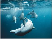 Poster Glanzend – Vrolijke Dolfijnen in de Zee - 40x30 cm Foto op Posterpapier met Glanzende Afwerking