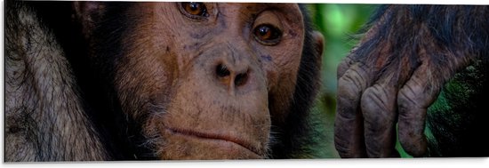 WallClassics - Dibond - Oude Chimpansee Aap - 90x30 cm Foto op Aluminium (Met Ophangsysteem)