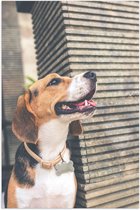 WallClassics - Affiche brillante – Chien Beagle regardant ailleurs - Photo 80 x 120 cm sur papier poster brillant