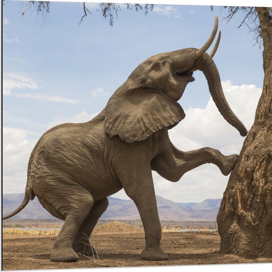 Dibond - Blije Afrikaanse Olifant - 80x80 cm Foto op Aluminium (Wanddecoratie van metaal)