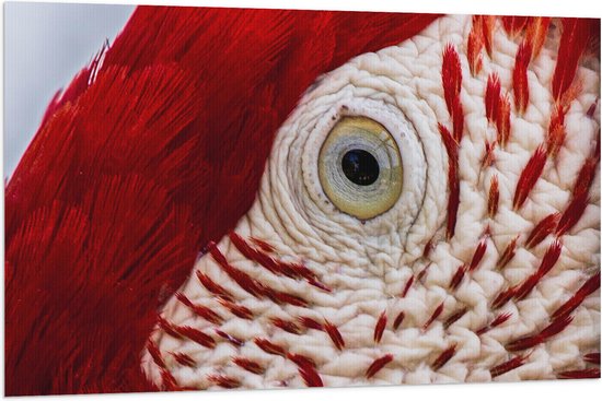 WallClassics - Vlag - Close-Up van een Oog van een Vogel - 120x80 cm Foto op Polyester Vlag