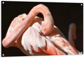 WallClassics - Tuinposter – Flamingo verstopt z'n Kop - 120x80 cm Foto op Tuinposter (wanddecoratie voor buiten en binnen)