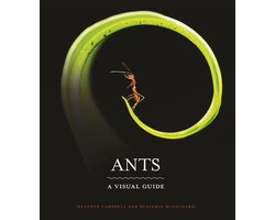 Ants