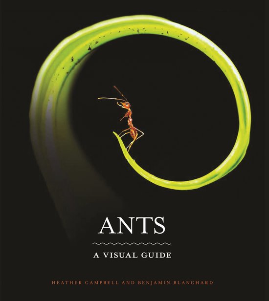 Een rode mier staat op een felgroen, gekruld blad tegen een zwarte achtergrond. De titel 'ANTS A VISUAL GUIDE' staat onderaan.